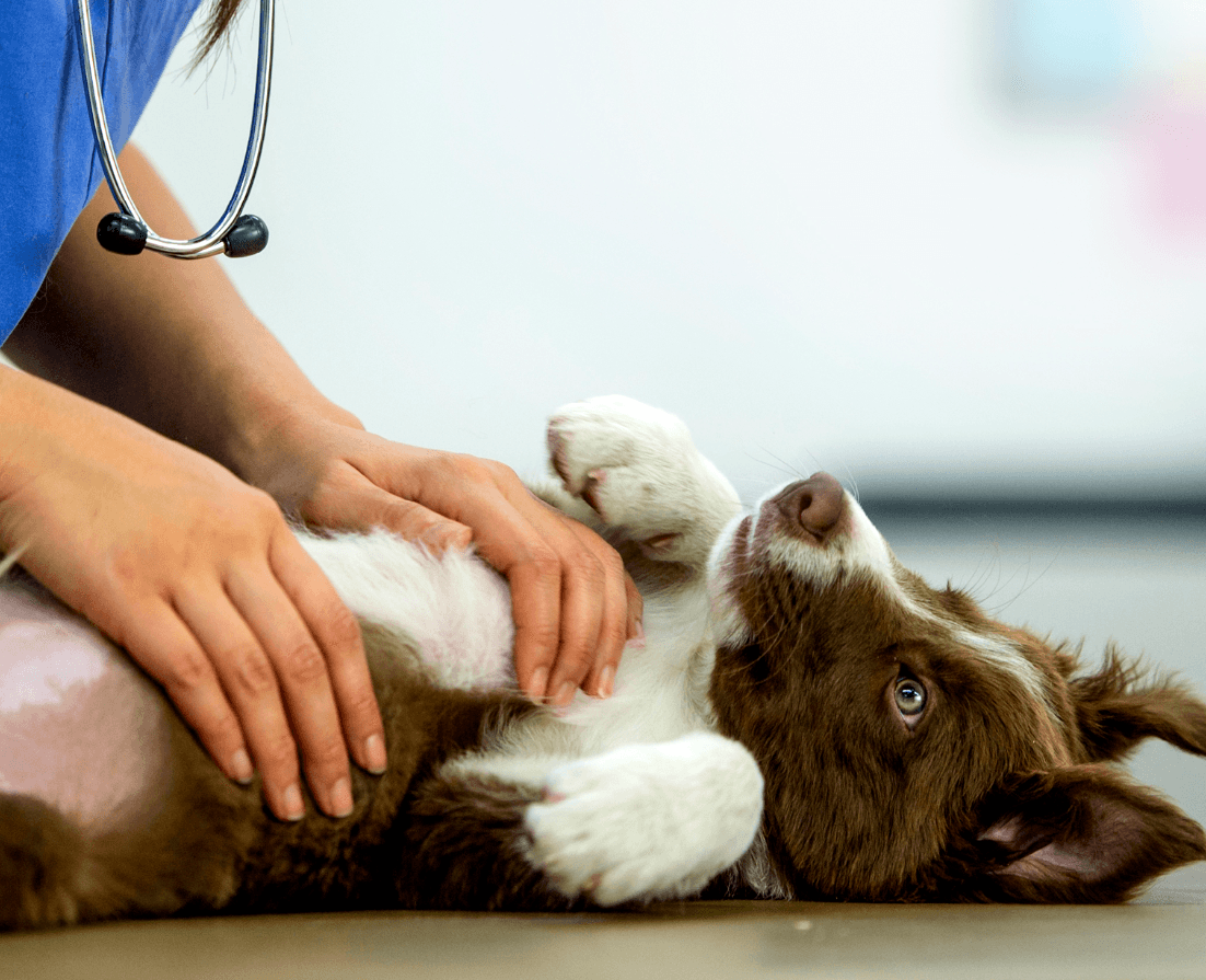 Dog being checked at vet