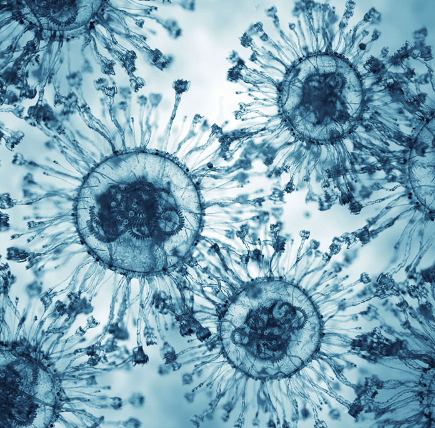 bundle of cells under magnification